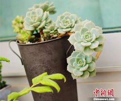 去年我把网购的桃蛋养成