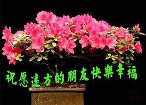 以花开祝福，幸福绽放