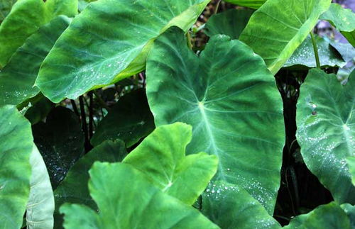 日本芋头和慈姑价格飙升，原因不明