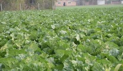 冬季菜园适合种植哪些蔬菜？