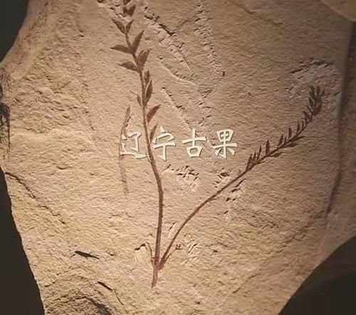 水稻：我国特色被子植物，养眼又养生！