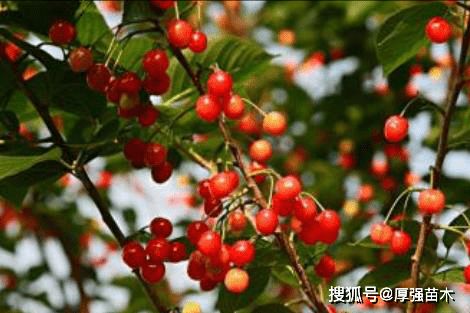 揭秘：打造完美甜樱桃园，掌握土壤与栽培技巧
