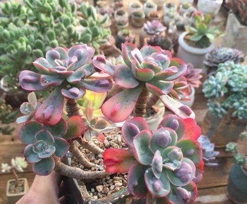 春天天气变暖后多肉植物容易出现哪些病虫害