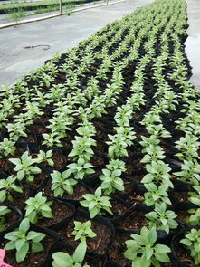 营养钵：提高经济效益