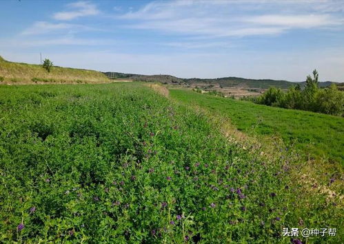 南方湿热天气， 这些花蕞适合你