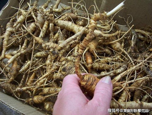 圭亚那笔花豆非入侵植物，价值高