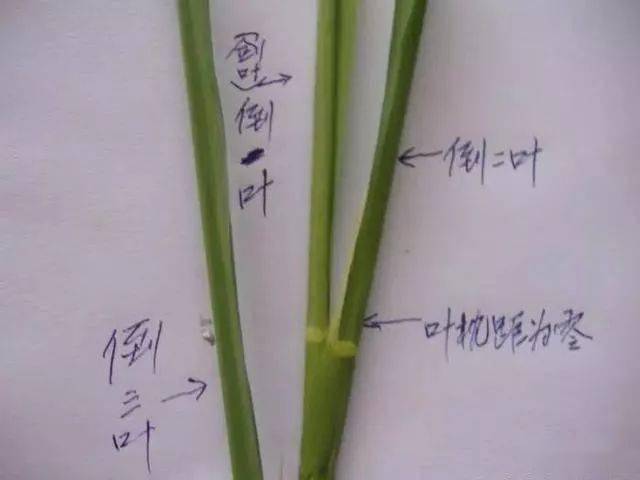 顶叶和倒二叶子齐平， 打药正当时