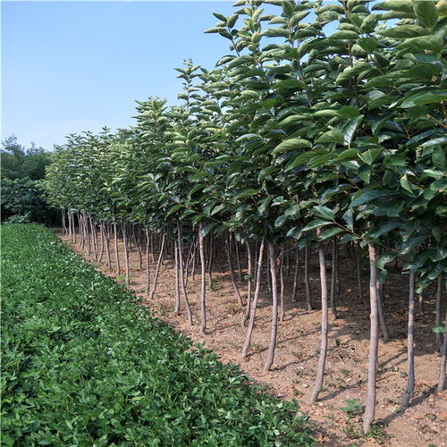 寻找柿子树苗的基地