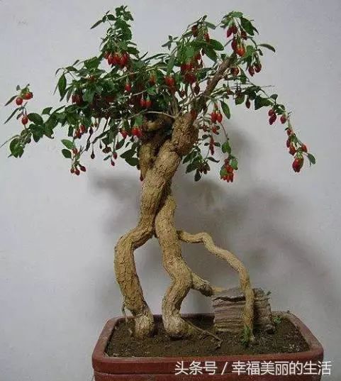 枸杞盆栽的过冬技巧