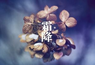 二、 霜降适合种植的蔬菜种类