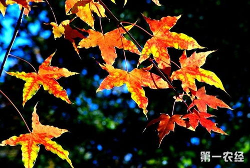 元宝枫与五角枫， 种子的“滑翔翼”与“折叠刀”