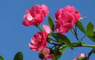 安吉拉月季，北方养得起吗？