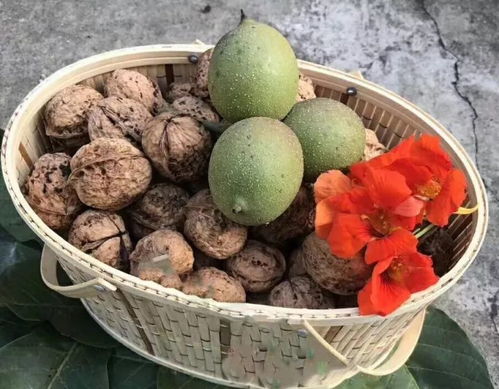 银杏果肉有毒吗？别乱吃