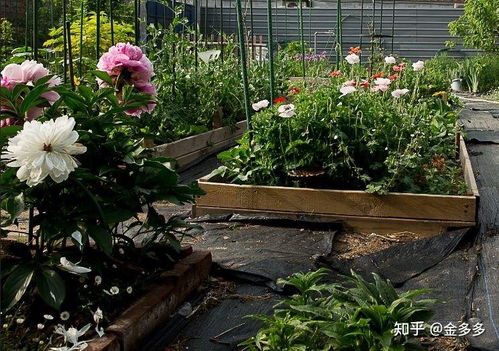 月季花附近杂草多，想用除草剂除草，哪种除草剂对月季苗安全不伤苗？
