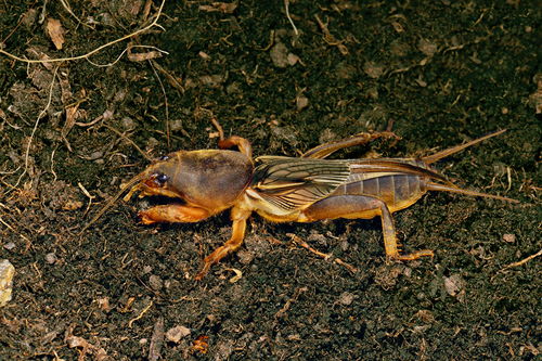 寻找蝼蛄克星：揭秘Zui佳农药