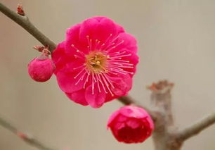 梅花种植第一步：选地