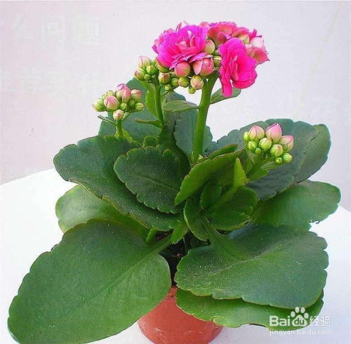 盆花浇水要掌握“见干见湿”，新手施肥应遵循“薄肥勤施”原则