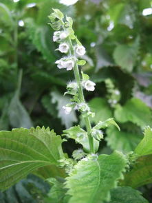 白色紫薇花：优美姿态， 艳丽花朵