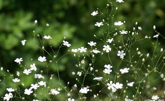 花语的演变：与人类体验共同呼吸的活态传统