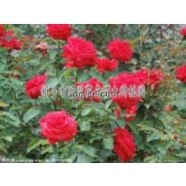 梗多品种与信息