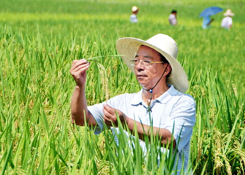 福建茶养殖土，如何科学配比