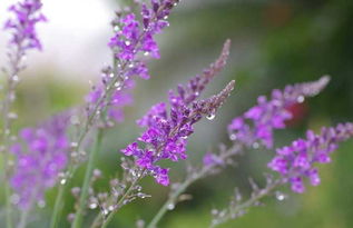 玫瑰种植那些事儿