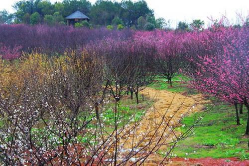 施肥方法：稀释后施用