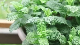 月季冬天园子清理大行动