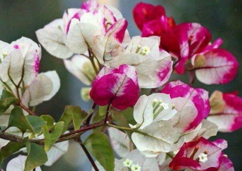 三角梅花色的多彩世界