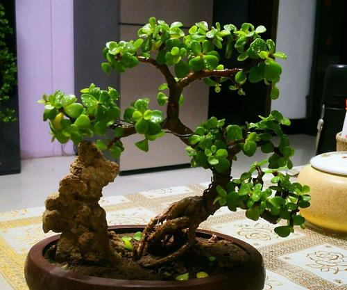 揭秘：金枝玉叶花卉红艳的秘密，掌握温差与光照，少浇水！