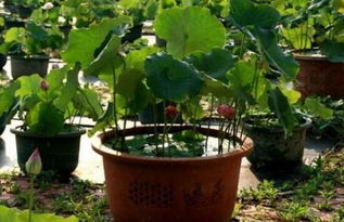 池塘里养荷花， 要小心有害鱼儿