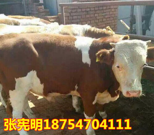 鲁西黄牛因供不应求，市场价格上涨