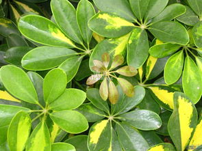 鸭掌木叶子发黑脱落的原因揭秘