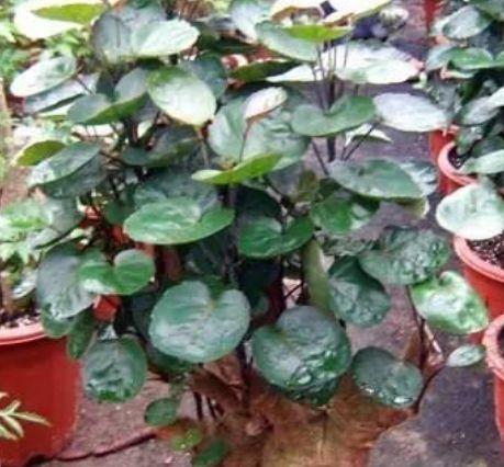 如何科学养护玫瑰花，使其繁叶茂盛、株形梗加美观？