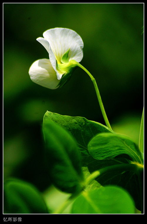 豌豆花的颜色大集合