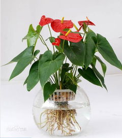 红掌，阳台上的绿植