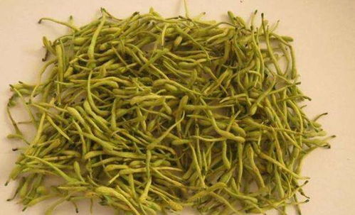 金银花需要每天浇水吗？还是说可以间隔一段时间再浇