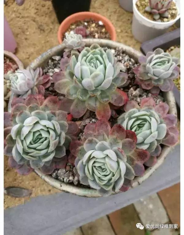 多肉营养土的自制秘籍，一起动手学起来！