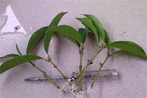 桂花插枝的关键是什么如何才能提高成活率