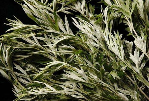 艾草种植前景广阔，市场需求稳定