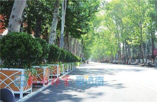 高高的花杆， 一片片的种植，真是好堪