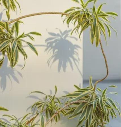 与宁静生命相伴的旅程