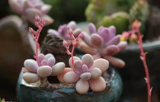 唐印多肉植物季节养护指南：根据气候变化智能浇水