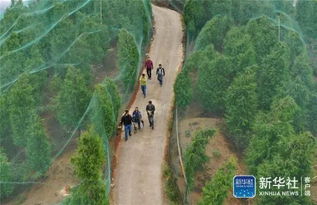 80后小伙养殖七彩山鸡，探索农村致富新路径