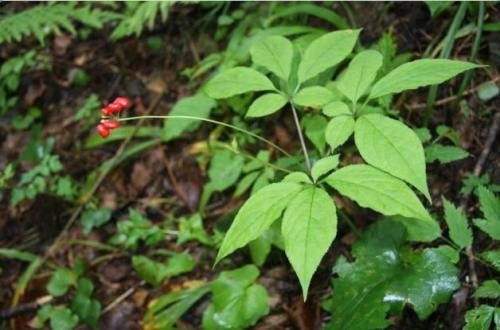 人参的滋养身体、高免疫力处