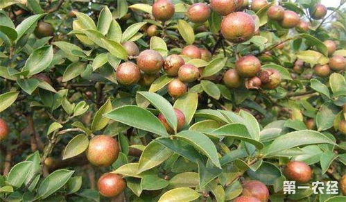 种子预处理， 关键第一步