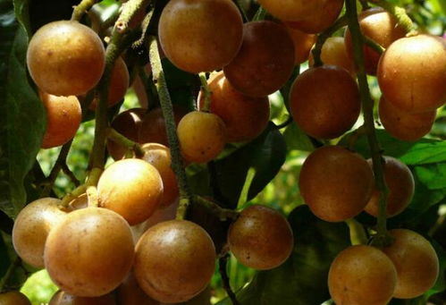 病虫害防治小技巧