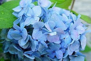 绿色八仙花揭秘：究竟是什么品种？