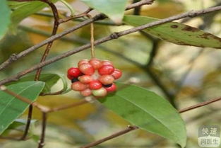 凉血藤种植技巧分享