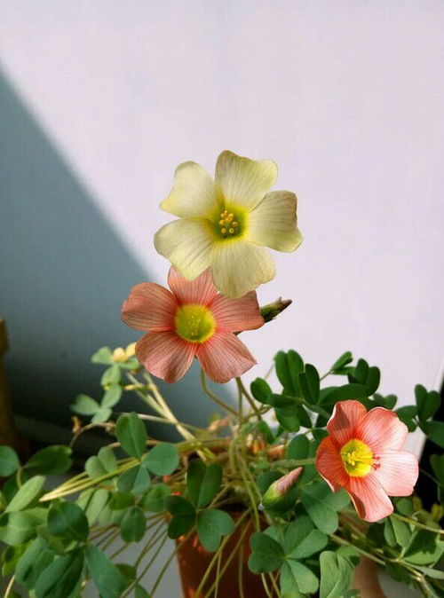 适合新手养护的花卉推荐